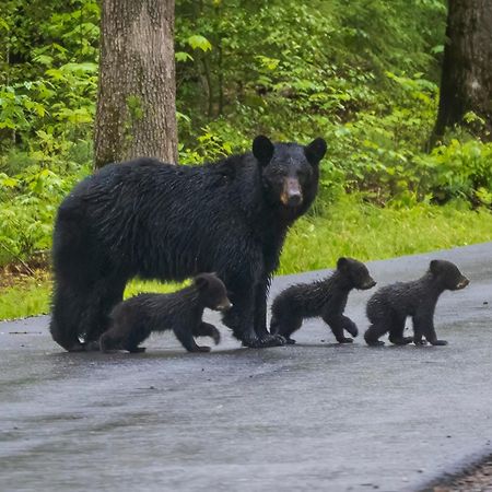 Bear Den, Hot Tub, 1089 Of Free Attraction Tickets For Each Paid Day, Dollywood And More! Севьервилл Экстерьер фото