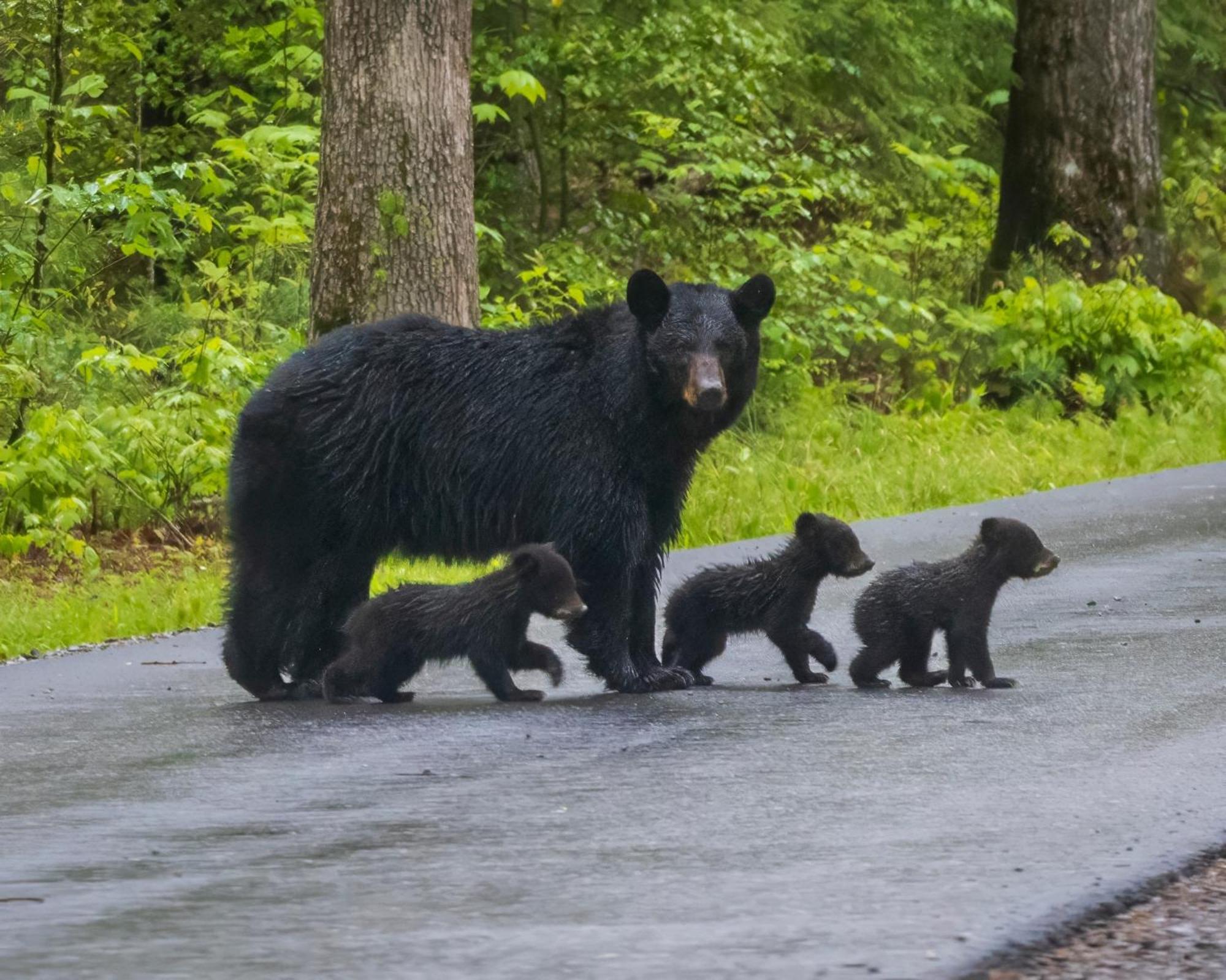 Bear Den, Hot Tub, 1089 Of Free Attraction Tickets For Each Paid Day, Dollywood And More! Севьервилл Экстерьер фото